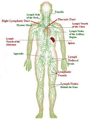 The lymphatic system and cancer
